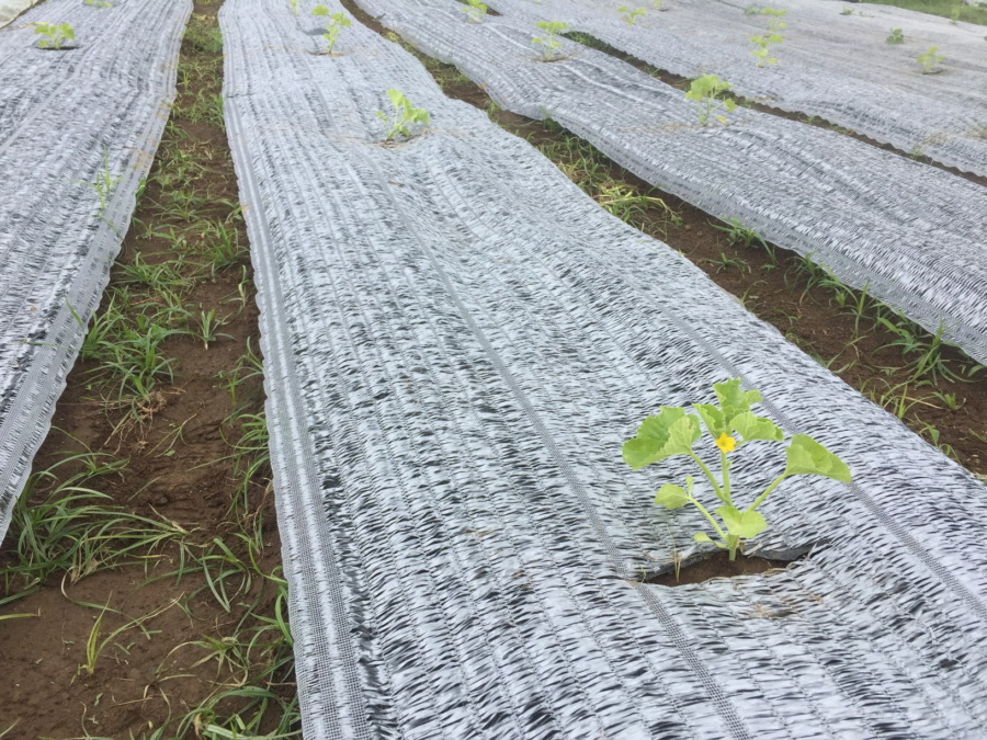 【はたけしごと】苗の定植。