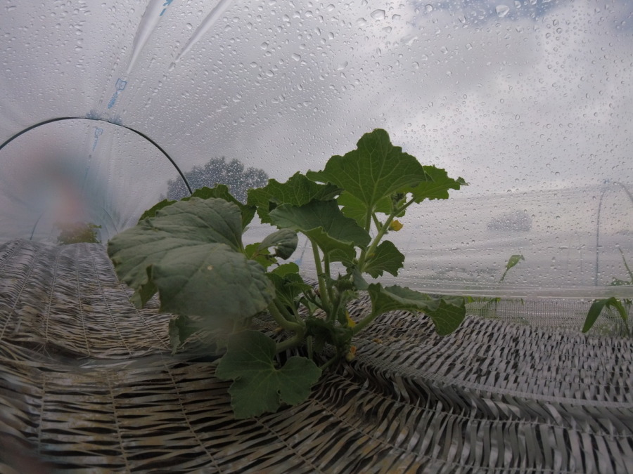 【フォト】めろん株の様子。（内＆外）