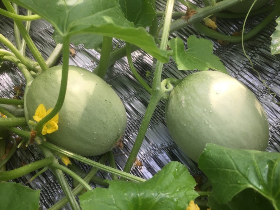 めろんです。ゴロゴロしてきました。