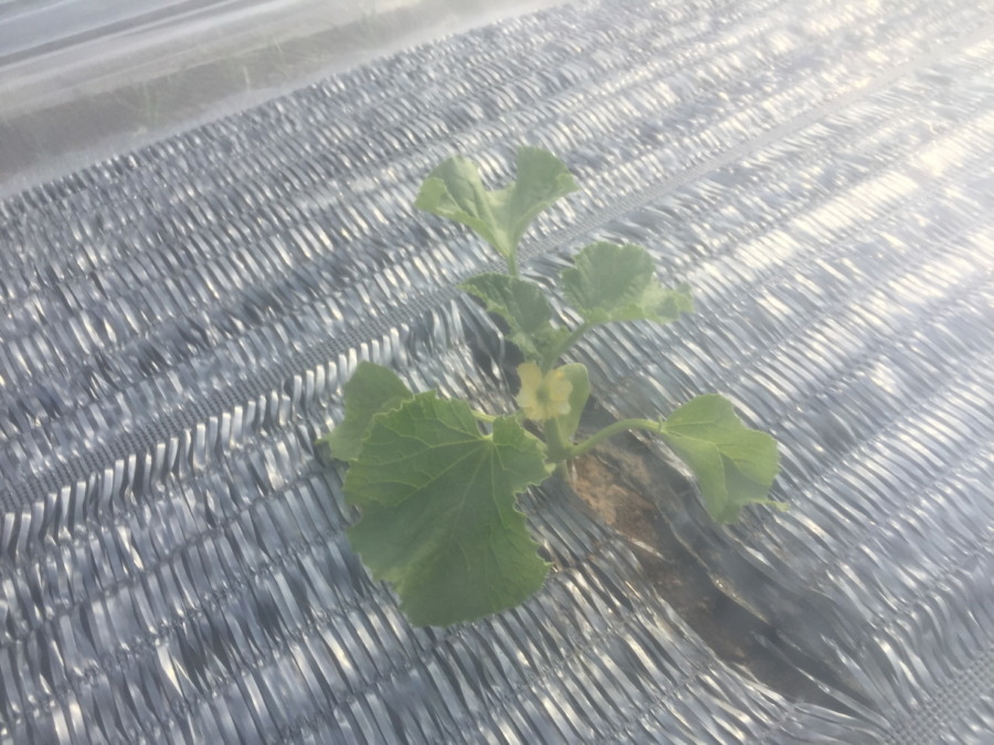 【フォト】開花！ステージ3へ。