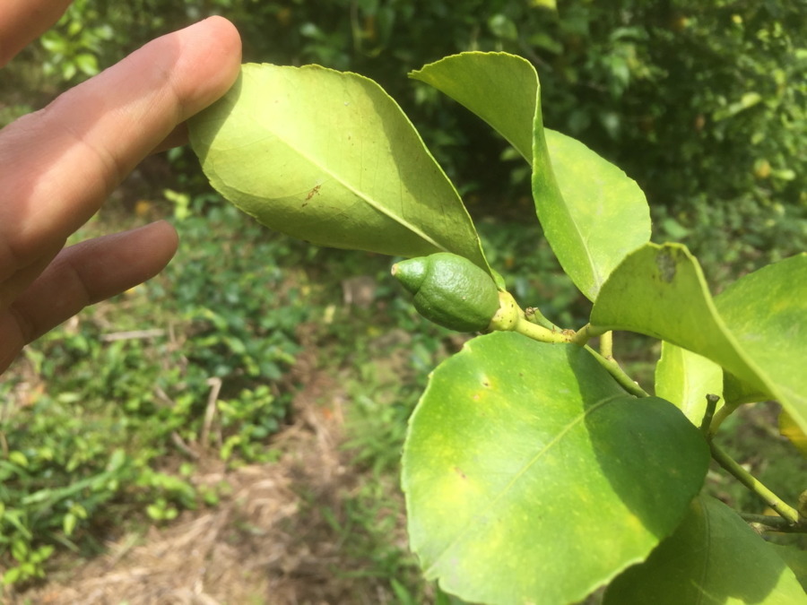 片浦レモンです。ベイビですよ。