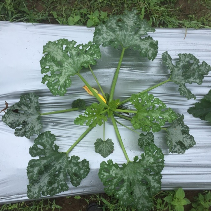 【フォト】ズッキーニの現在。