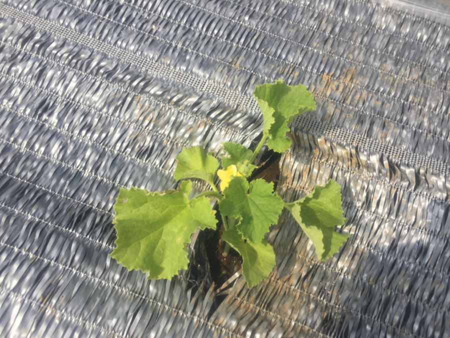 【祝】開花を確認。ステージ３に進みました！