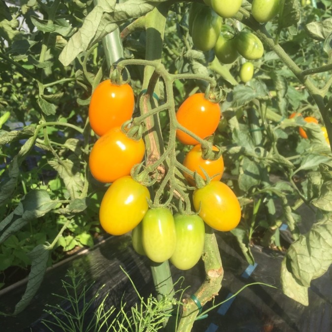 【祝】トマトです。大量収穫期♬
