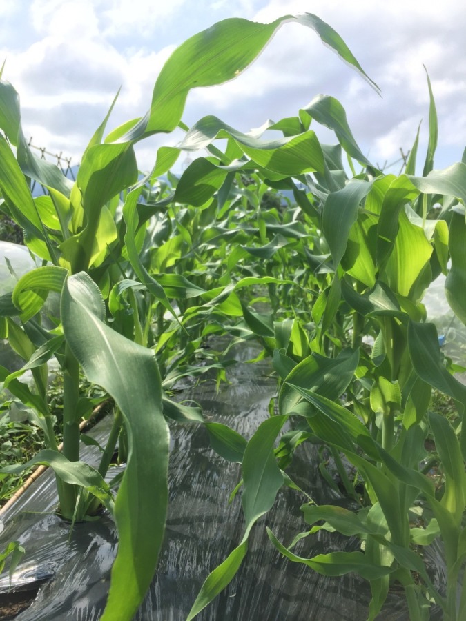 とうもろこしです。スクスクと背丈が伸びています。