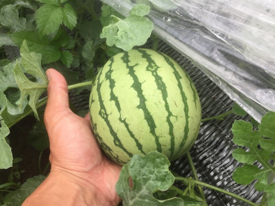 足柄すいかですyo。現在手のひらサイズ。