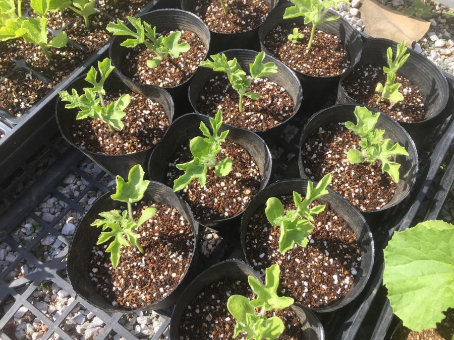 【フォト】広いポットで順調に育っています。