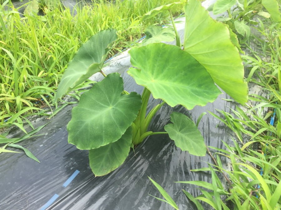 里芋です。スクスク。でも追肥・芽かきプリーズ。