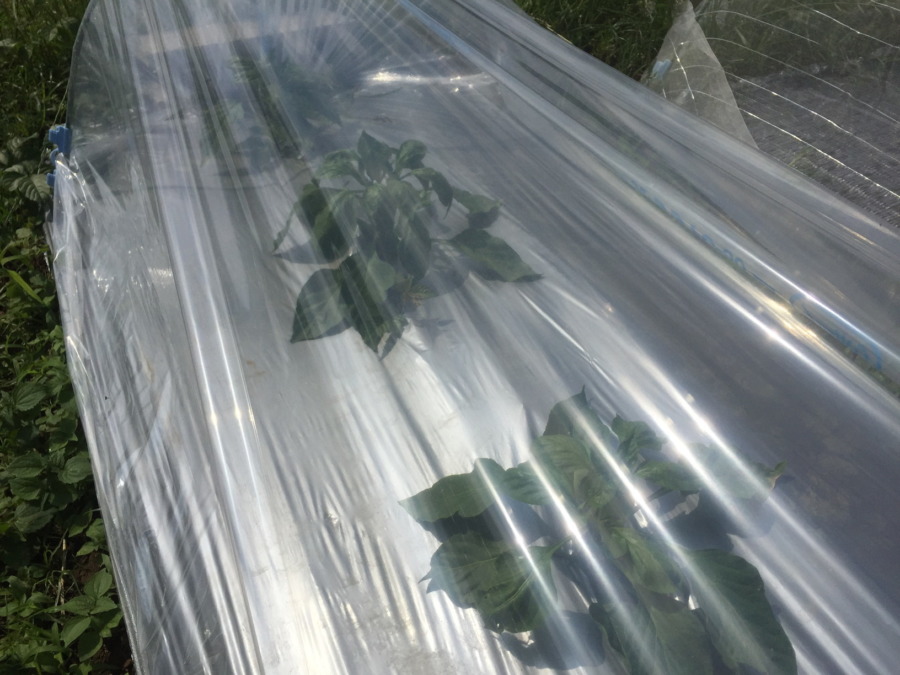 【フォト】トンネルの外から撮影。