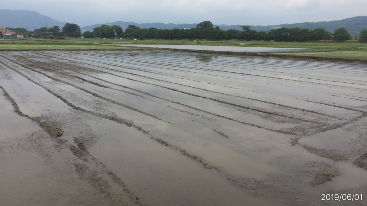 おこめです。田植え前の本代掻き終了。