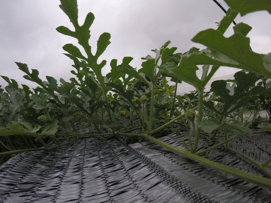 【フォト】すいか株の様子。