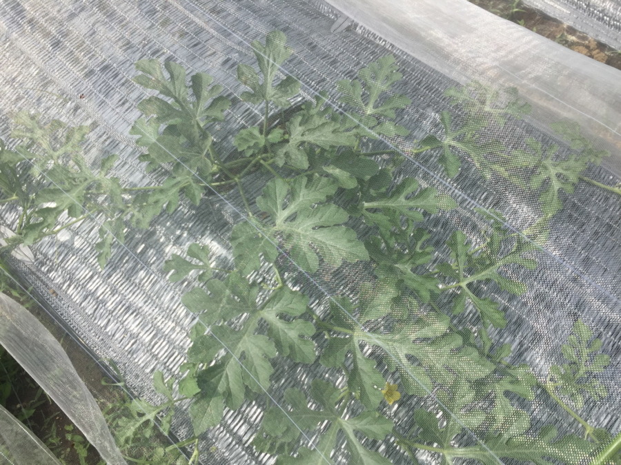 【祝】開花を確認。ステージ３に進みました。