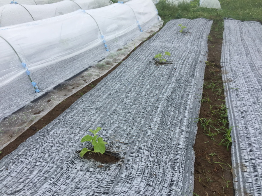 【はたけしごと】ついに畑に定植！