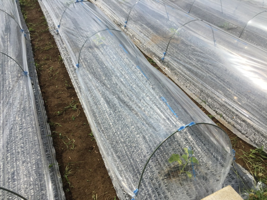 【はたけしごと】トンネルの設置、完。