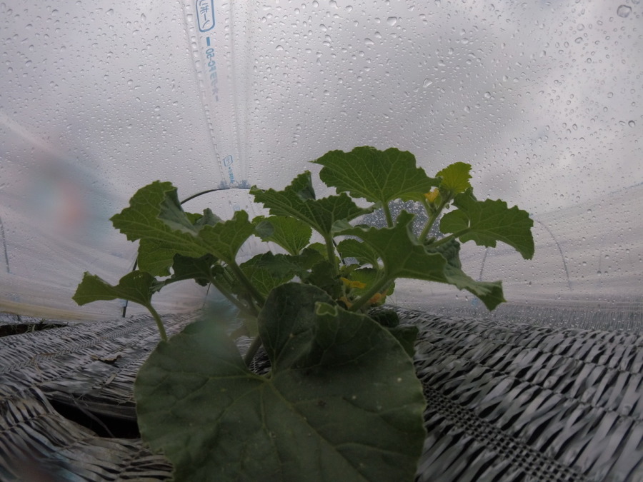 【フォト】めろん株の様子。（内＆外）