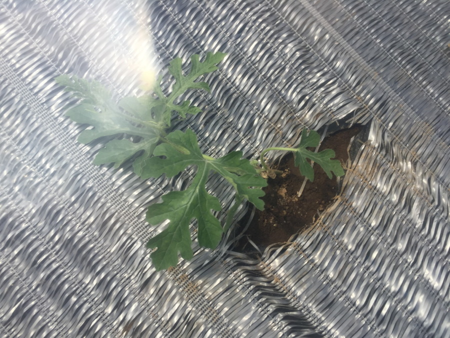 【フォト】すいか株 in トンネル