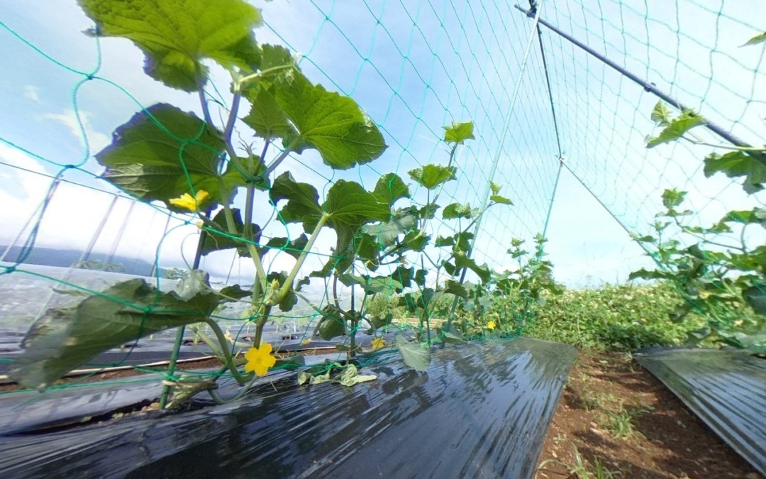 【VR】初夏のトンネルシリーズ（めろん・すいか・きゅうり・とまと）