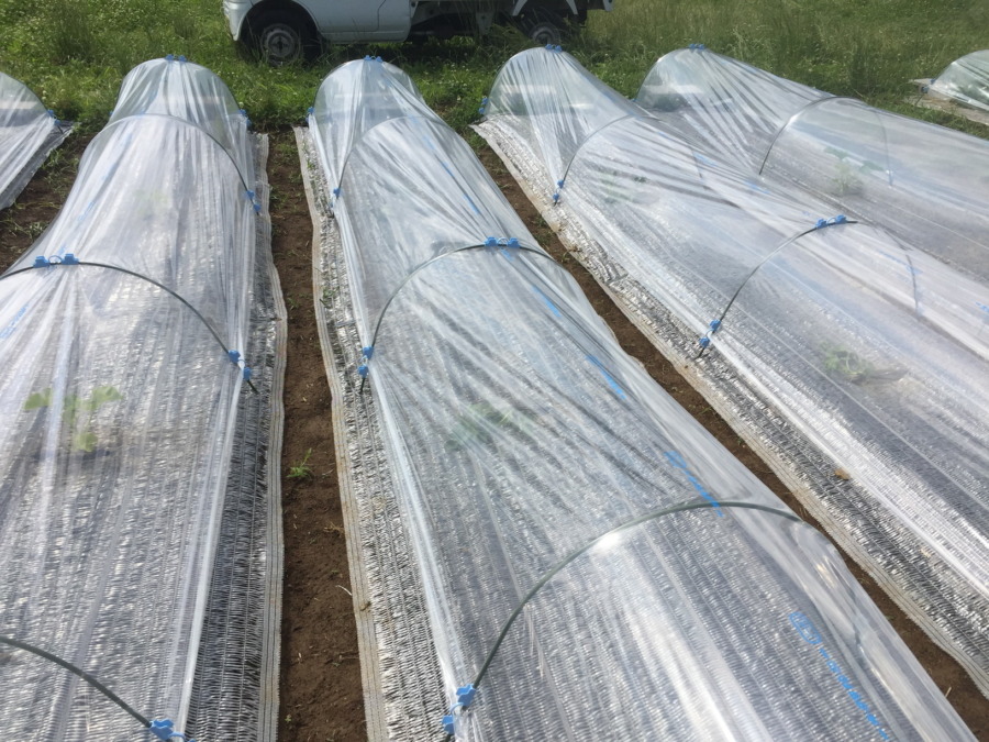 【はたけしごと】ビニルトンネルの設置、完。