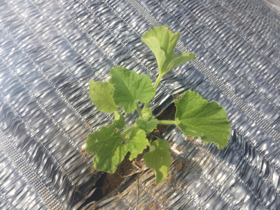 【フォト】めろん株の様子。