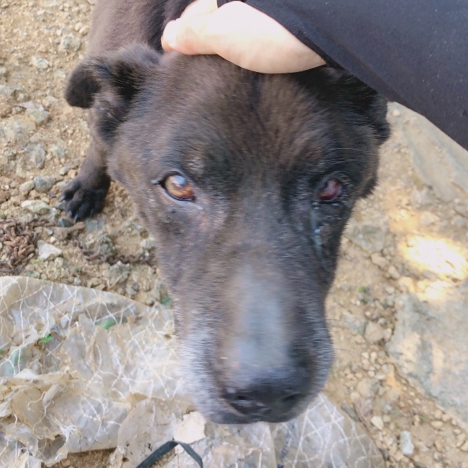 僕の名前はキン