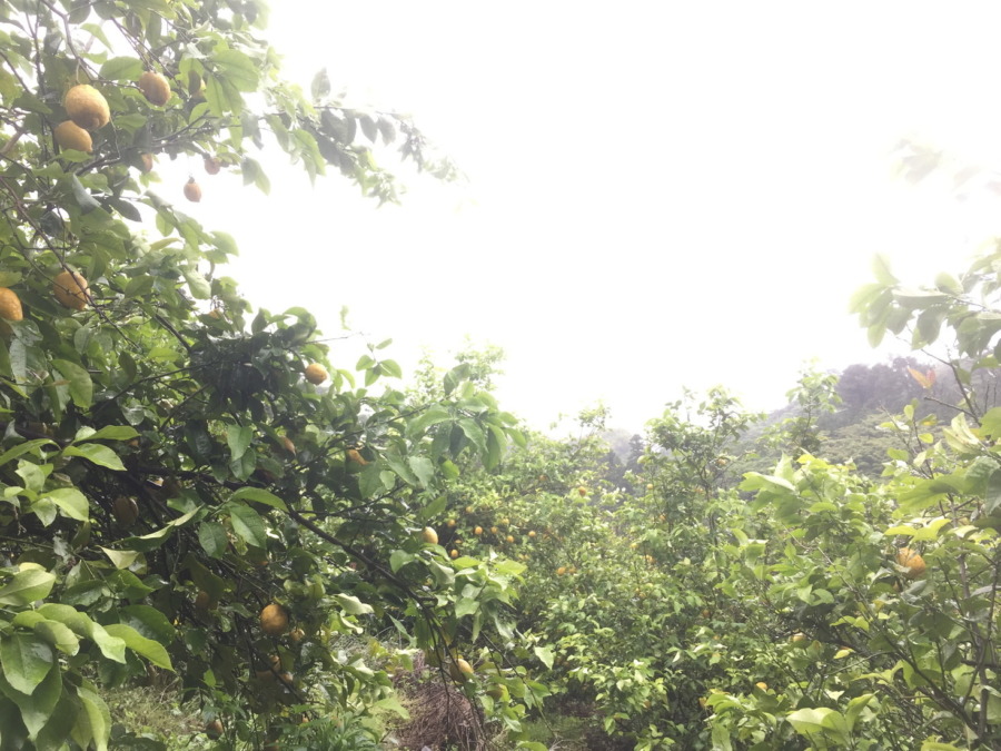 梅雨の片浦レモン畑。