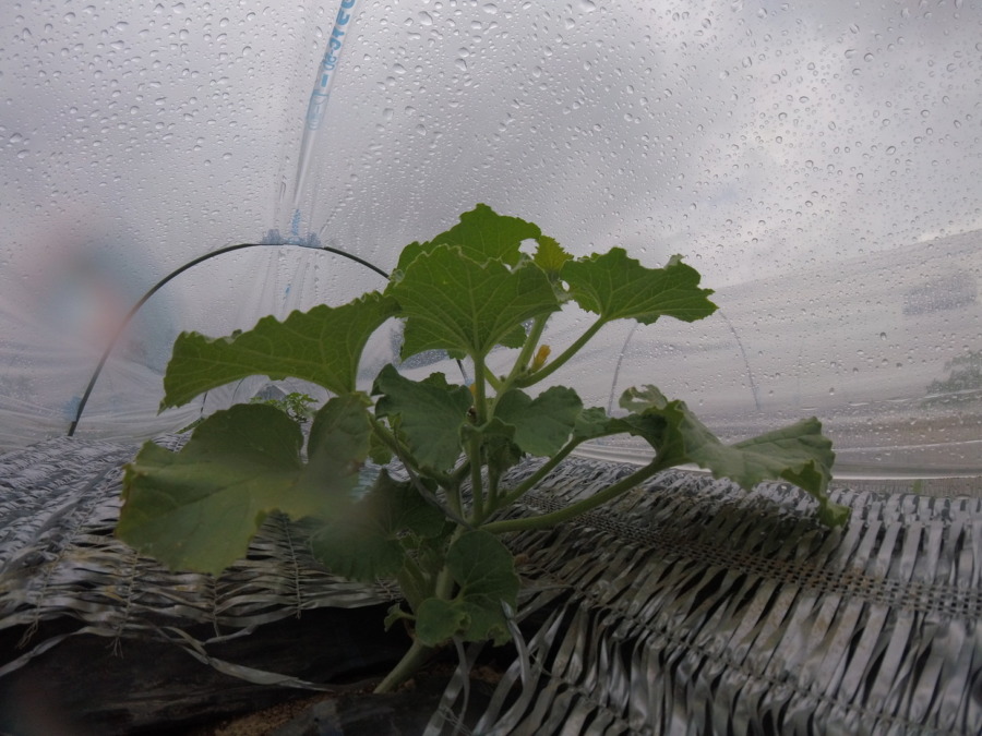 【フォト】めろん株の様子。（内＆外）