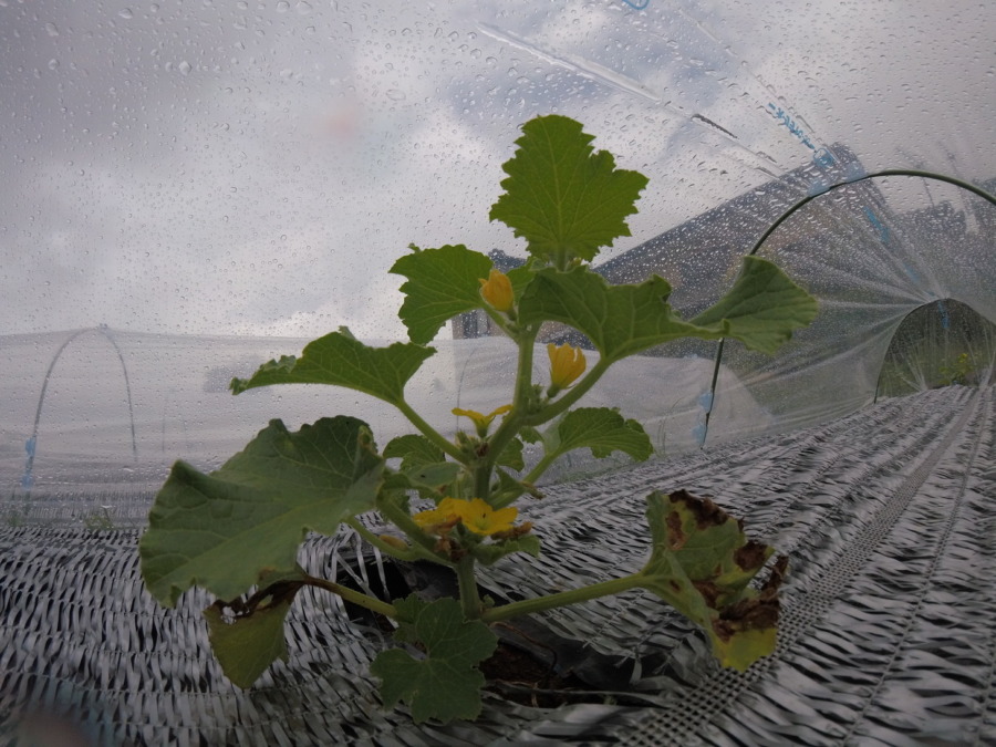 【フォト】メロン株の様子（内外両方）