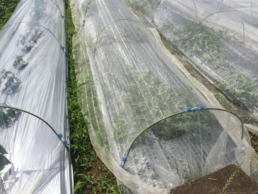 【はたけしごと】定植・トンネル、完。