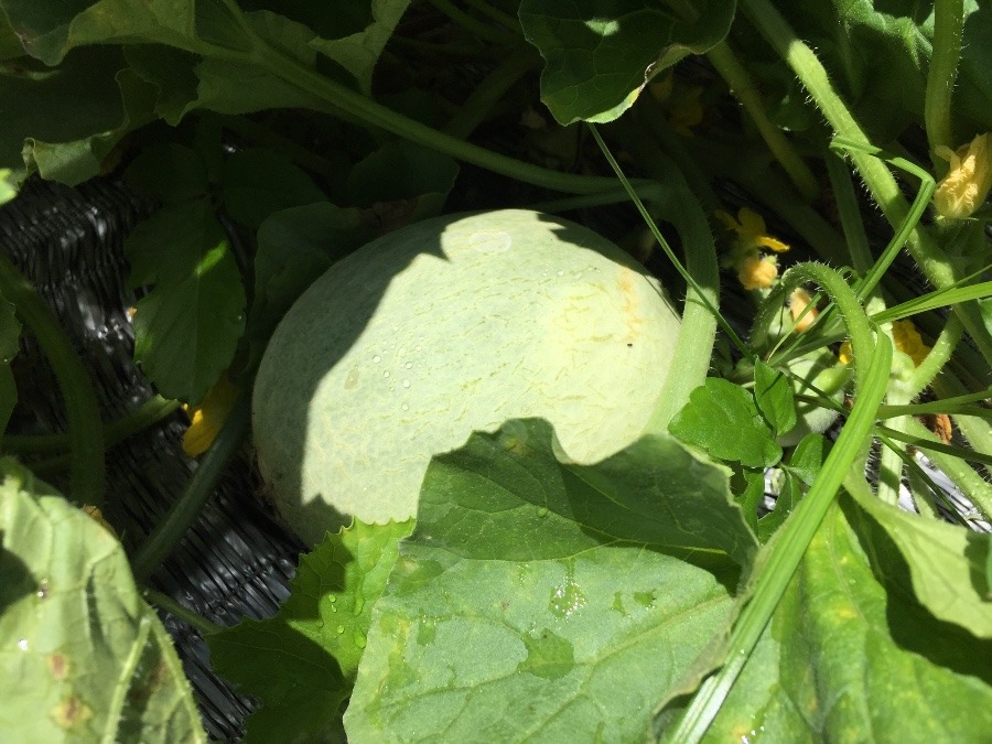 めろんです。ついにネット（網）が！