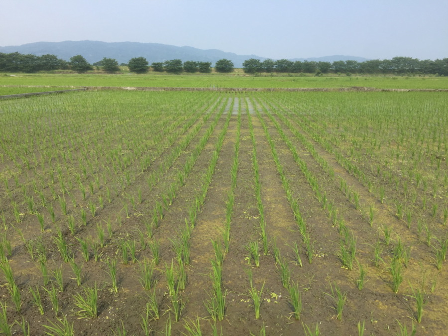 おこめです。田んぼの様子は。