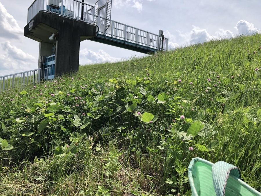 赤クローバー くず？ おかーちゃん