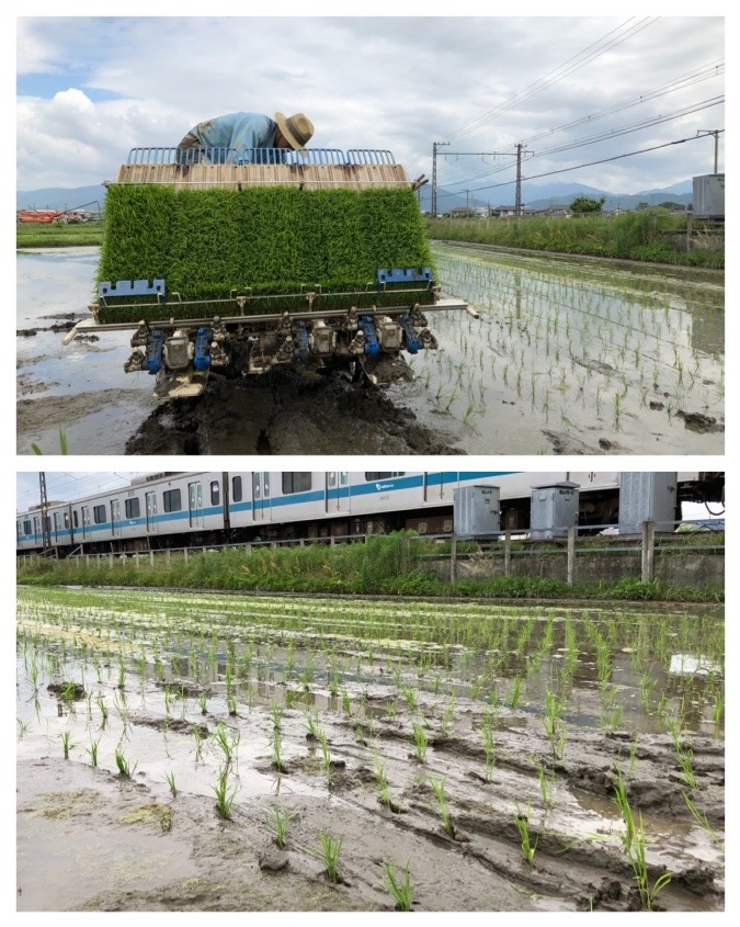 小田原市栢山（かやま）で田植え