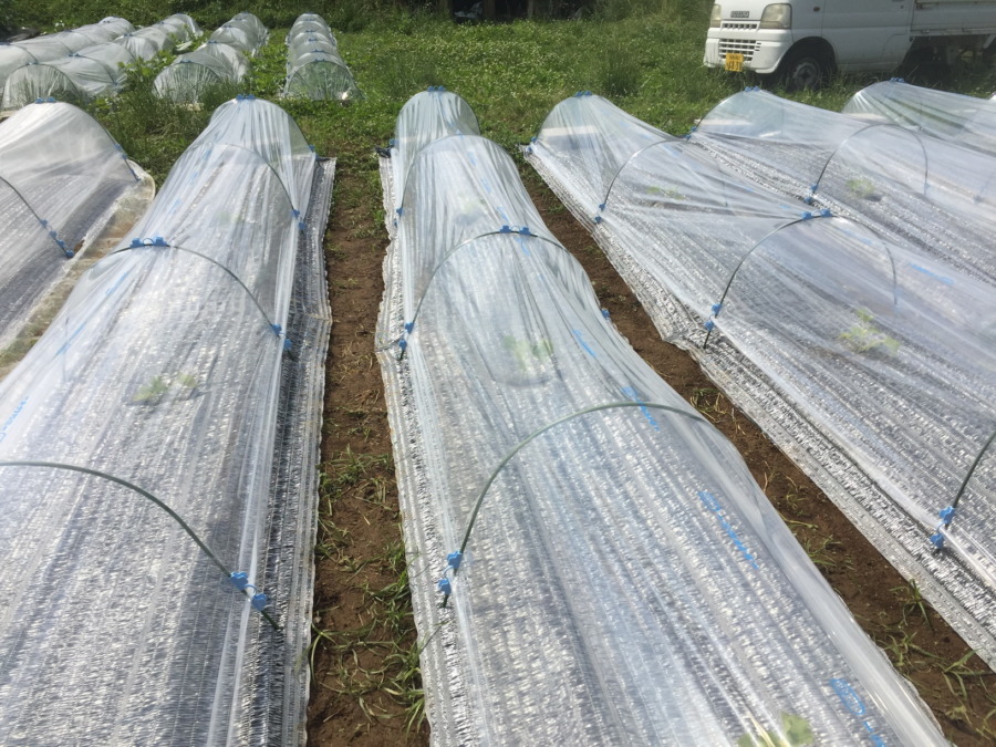 【はたけしごと】ビニルトンネルの設置、完。