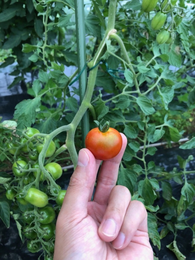 【初収穫！？】トマトです