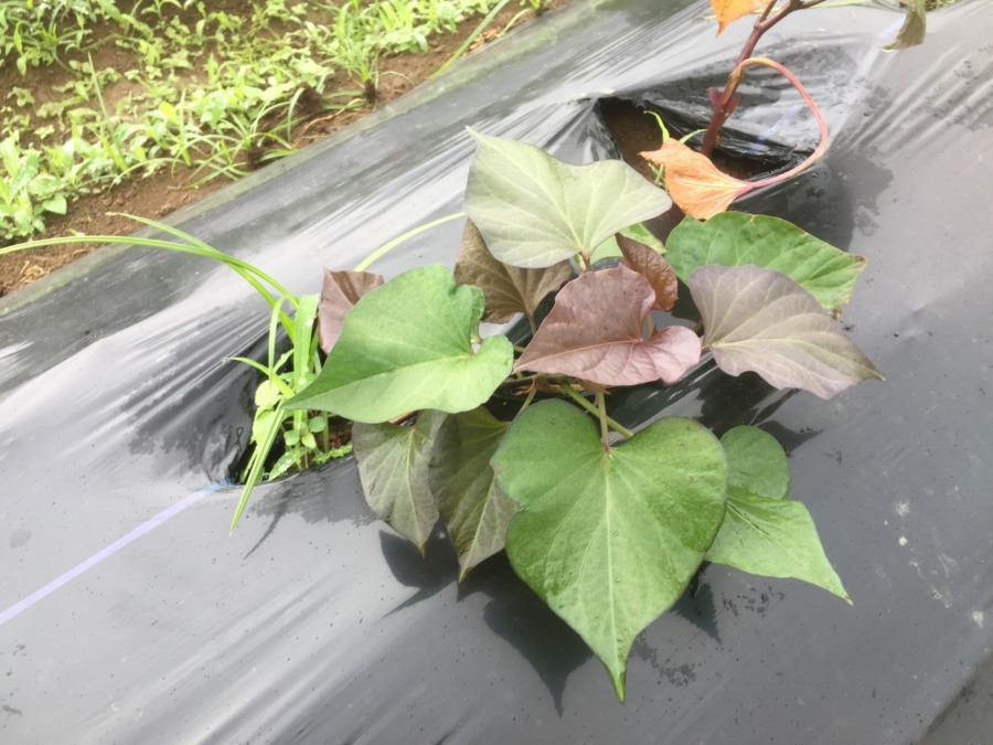 おいもです。不調。。。でも挽回策があります。