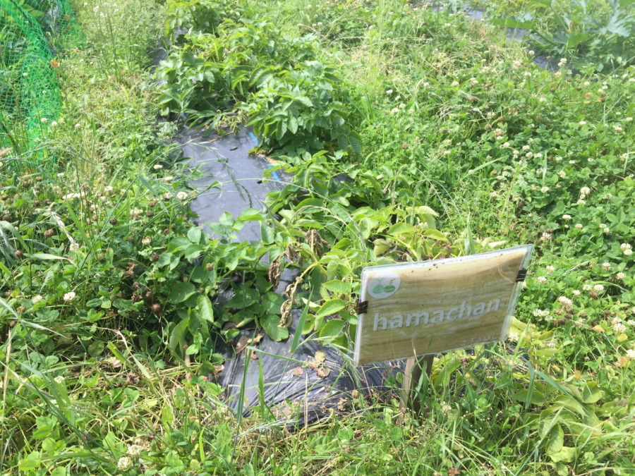 【フォト】はたけの様子。