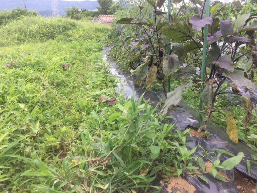 【はたけしごと】なす＆トマト、追肥。