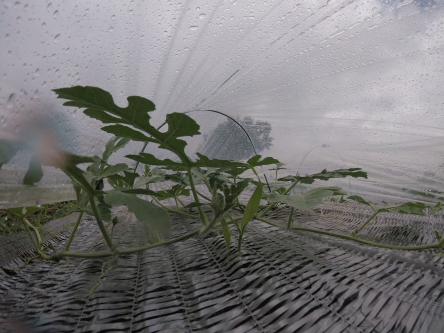 【フォト】すいか株の様子。（内＆外）