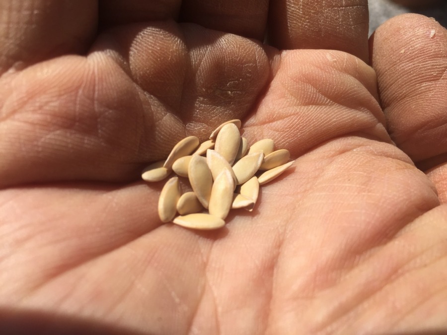 【フォト】メロンです。種まき。