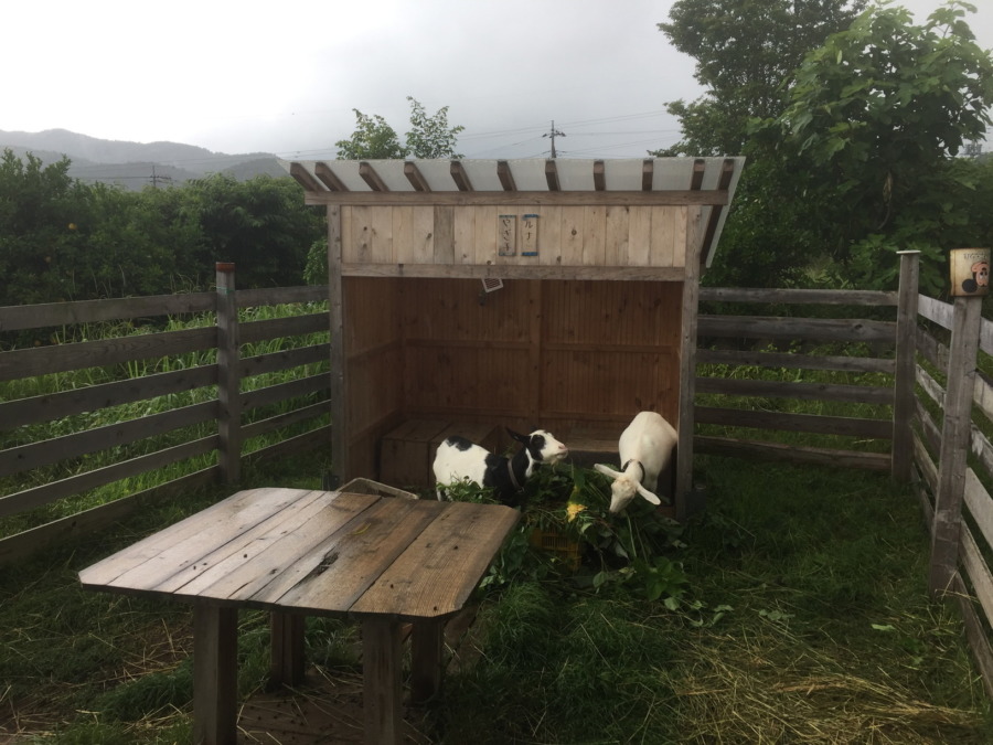雨、、、。濡れないようにお食事。