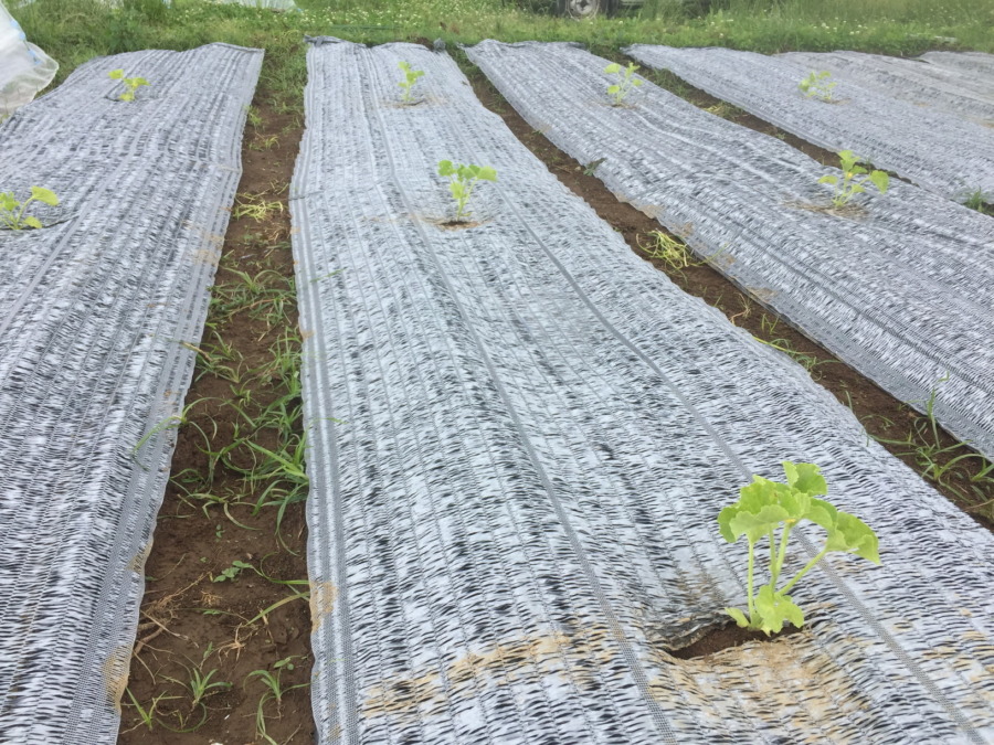 【はたけしごと】苗の定植、完。