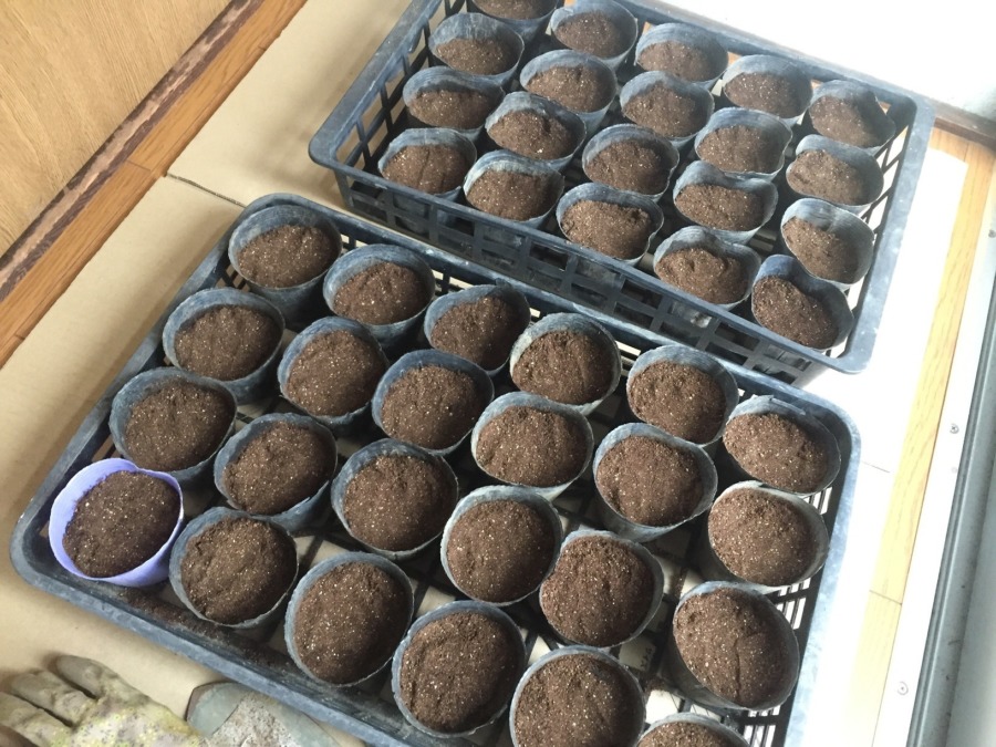 とうもろこしです。今シーズン第二弾の種まき準備。