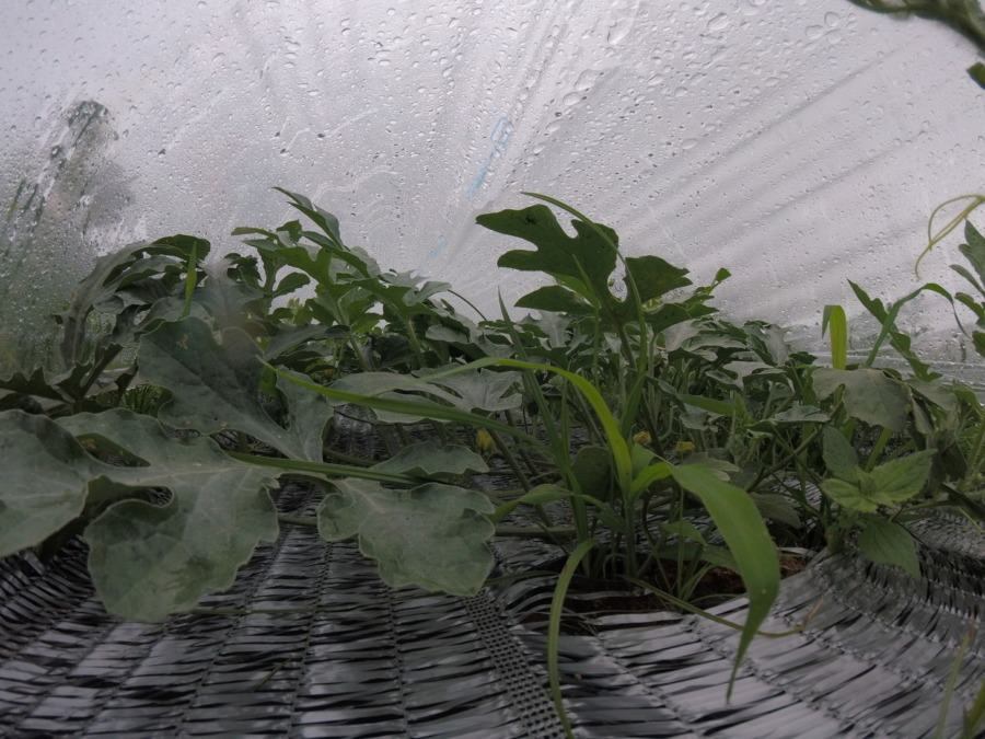 【フォト】すいか株の様子。（内外）