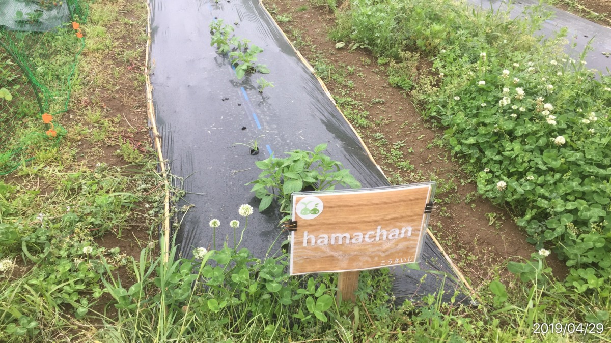 はたけの様子：2019/4/29