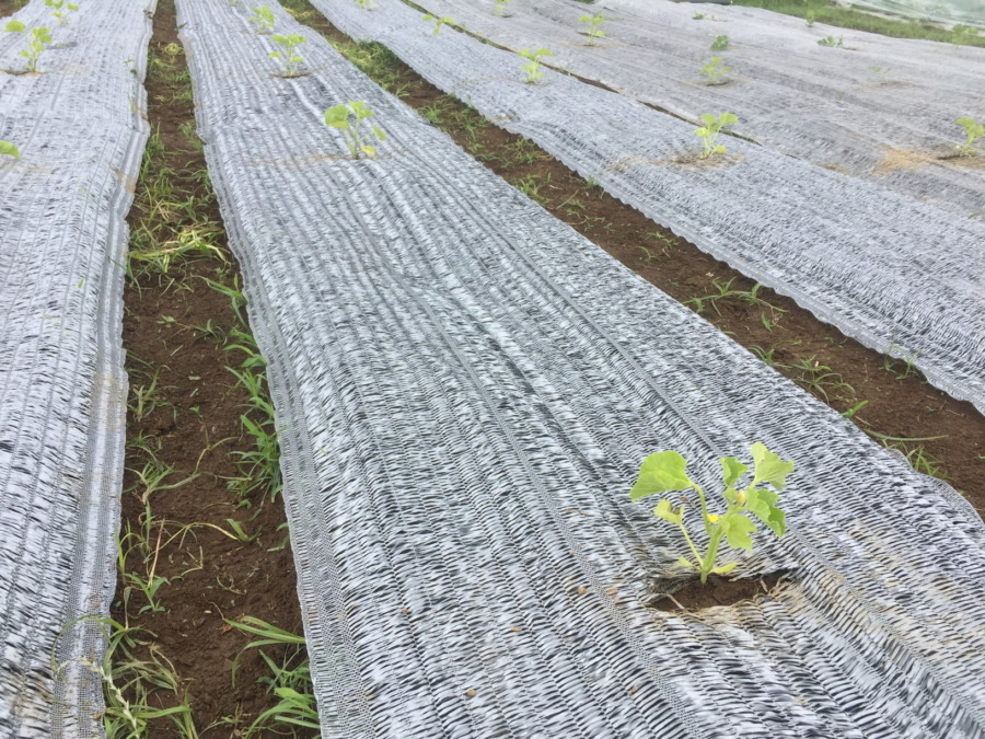 【はたけしごと】苗の定植！ついに畑にお引越し。