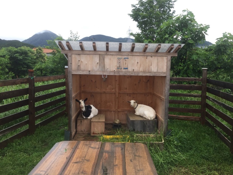 今日も雨。運慶快慶的フォーメーション。