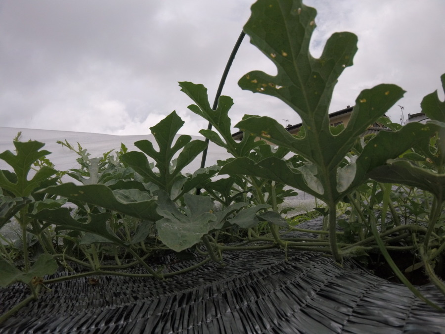 【フォト】すいか株の様子。（内＆外）