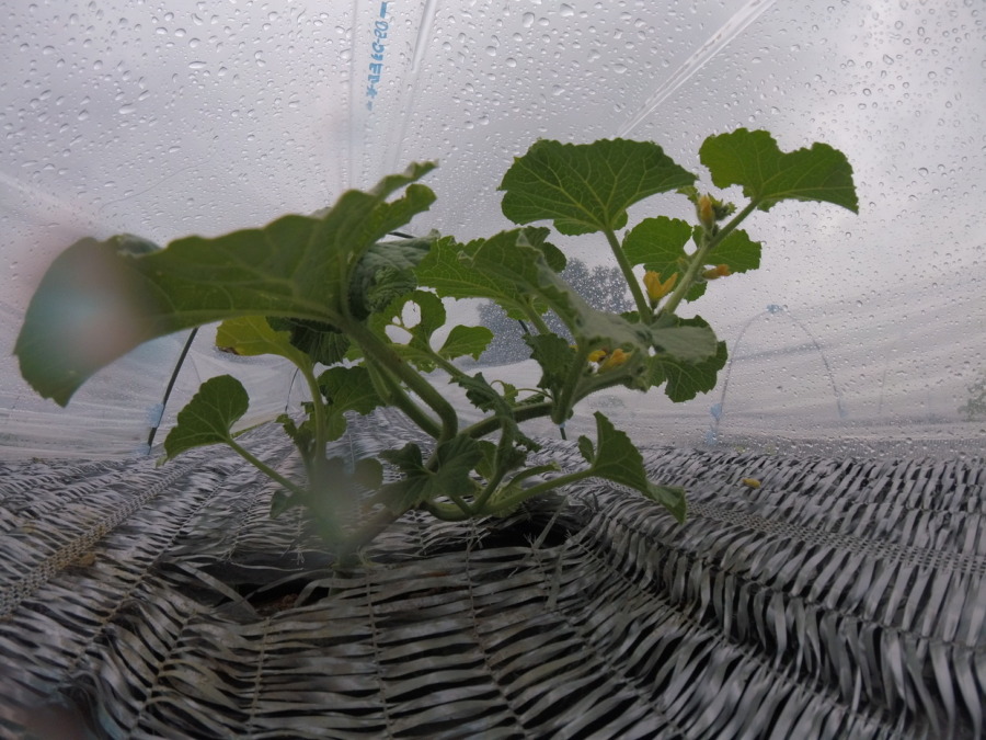 【祝】開花を確認。ステージ３に進みました。