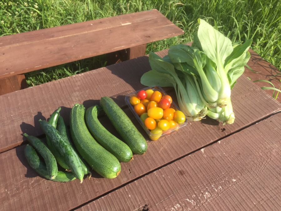 今朝の畑の恵み。とまと、きゅうり、チンゲン菜、ずっきーに。