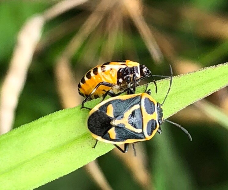 長雨・眺め・菜亀
